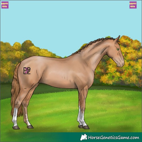 Horse Color:Bay Pearl Sabino Tobiano
