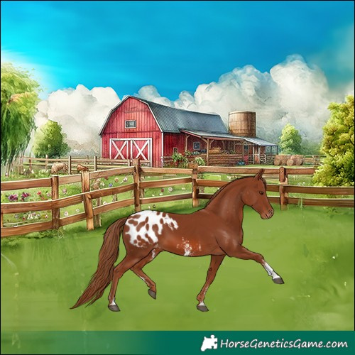 Horse Color:Chestnut Sabino Appaloosa 