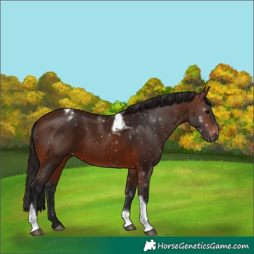 Horse Color:Gray Bay Tobiano Varnish 