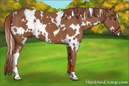 Horse Color:White Spotted Chestnut