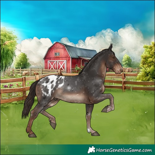 Horse Color:Liver Chestnut Appaloosa