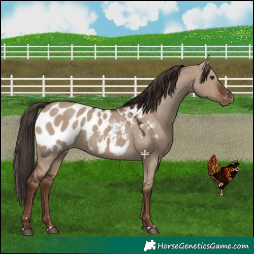 Horse Color:Liver Red Dun Blanket 