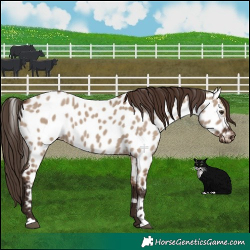 Horse Color:Liver Red Dun Appaloosa