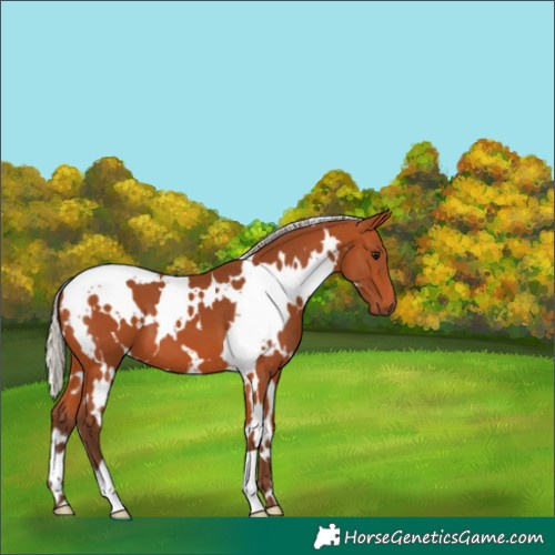 Horse Color:White Spotted Silver Bay 