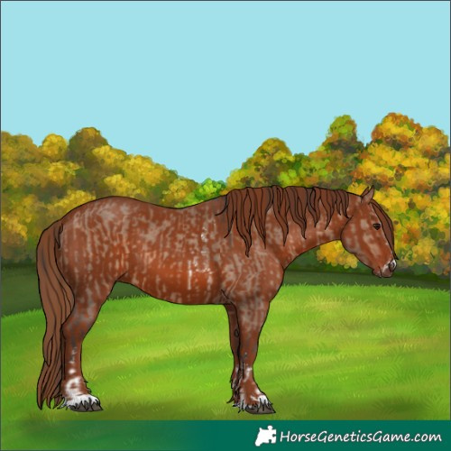Horse Color:Brown Dun Sabino  and Chestnut 