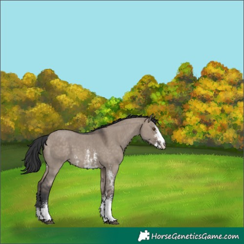 Horse Color:Brown Dun Sabino 