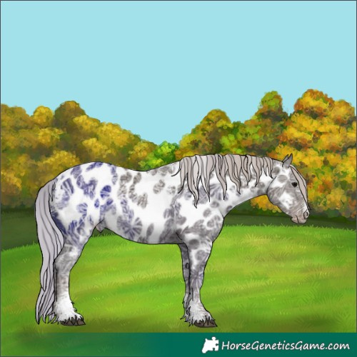Horse Color:Powder White Silver Black Ice Appaloosa Rabicano