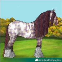 Horse Color:Plaid  Brown Dun Appaloosa 