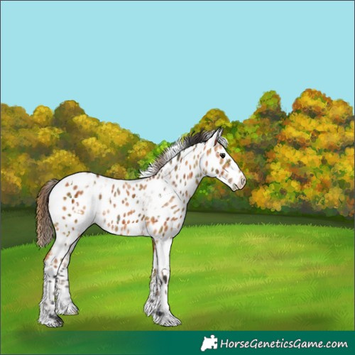 Horse Color:Unknown 