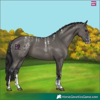 Horse Color:Powder White Grullo 