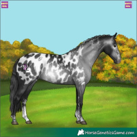 Horse Color:Powder White Gray Black Near Leopard