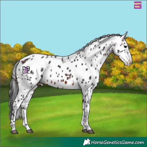 Horse Color:Powder White Brown Appaloosa 