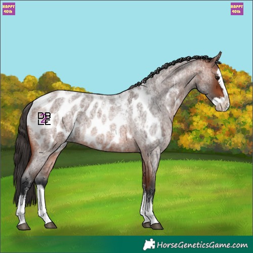 Horse Color:Powder White Bay Roan Splash Blanket