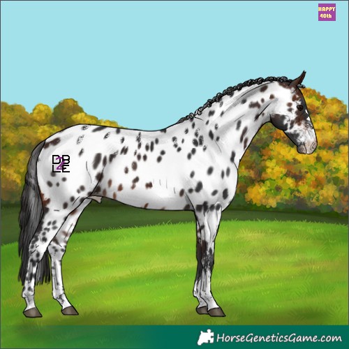 Horse Color:Powder White Brown Appaloosa 
