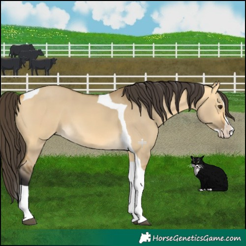 Horse Color:Buckskin Dun Splash Tobiano