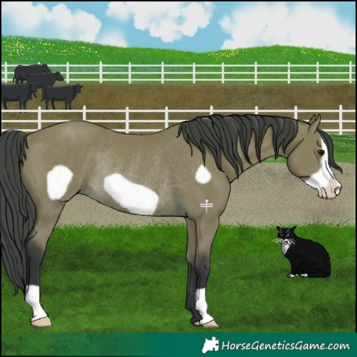 Horse Color:Bay Frame Rabicano 
