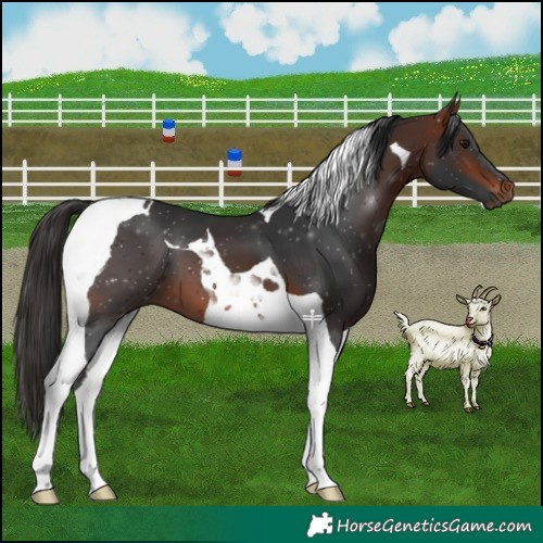 Horse Color:Bay Tobiano
