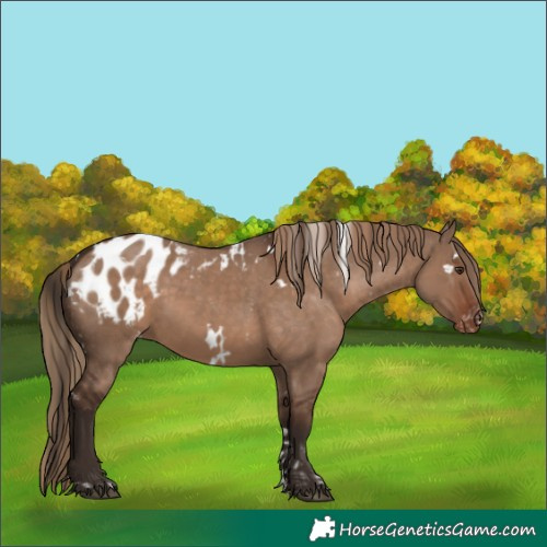 Horse Color:Liver Red Dun Tobiano Appaloosa Rabicano  and White Spotted Liver Red Dun Appaloosa Rabicano 