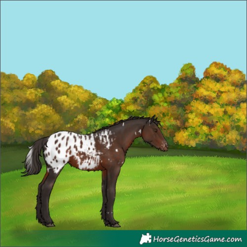 Horse Color:White Spotted Liver Chestnut Appaloosa 