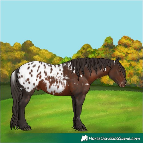 Horse Color:White Spotted Liver Chestnut Appaloosa