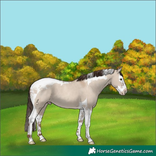 Horse Color:Classic Champagne Dun Splash Tobiano 