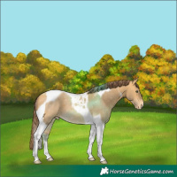 Horse Color:Amber Cream Champagne Tobiano Appaloosa 