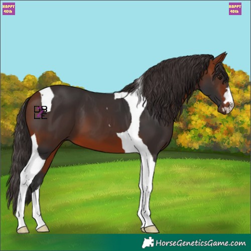 Horse Color:Bay Tobiano 
