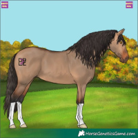 Horse Color:Bay Dun
