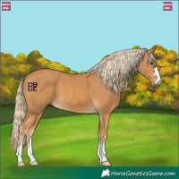 Horse Color:Palomino 