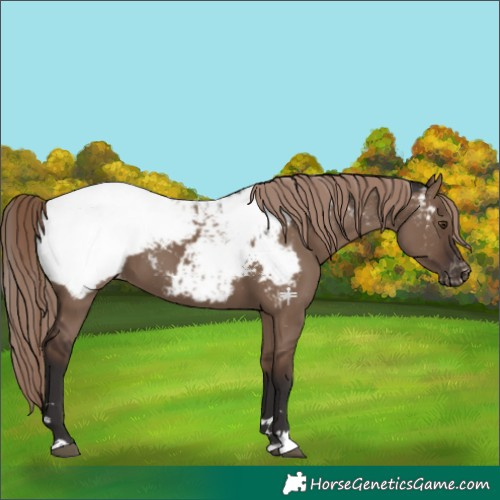 Horse Color:Liver Red Dun Appaloosa