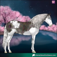 Horse Color:Midnight Silver Amber Champagne Ice Splash Appaloosa
