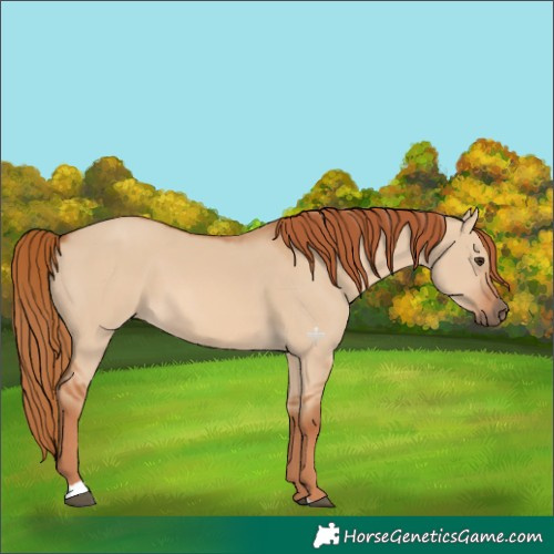 Horse Color:Red Dun 