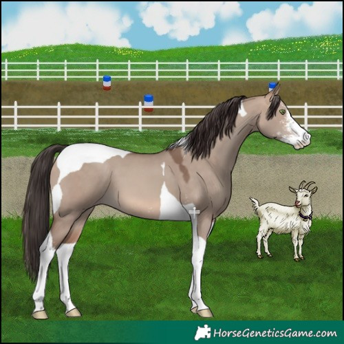 Horse Color:Sable Champagne Dun Sabino Tobiano