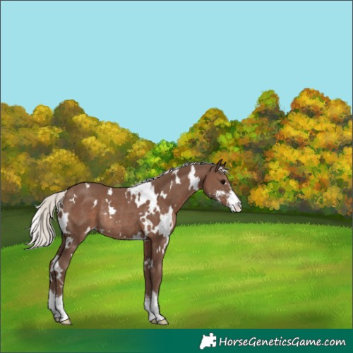 Horse Color:White Spotted Silver Black Sabino Rabicano 