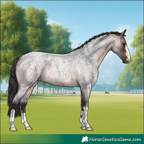 Horse Color:Bay Roan 