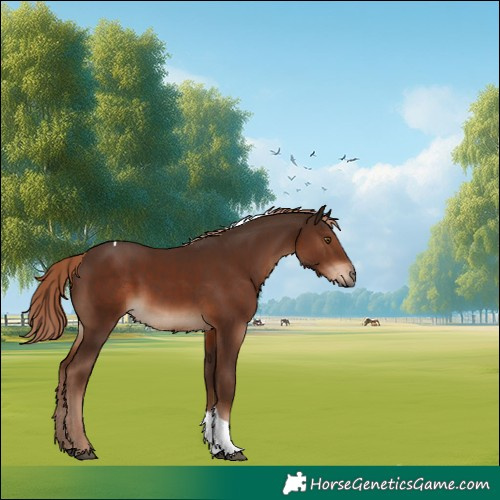 Horse Color:Liver Chestnut Tobiano 