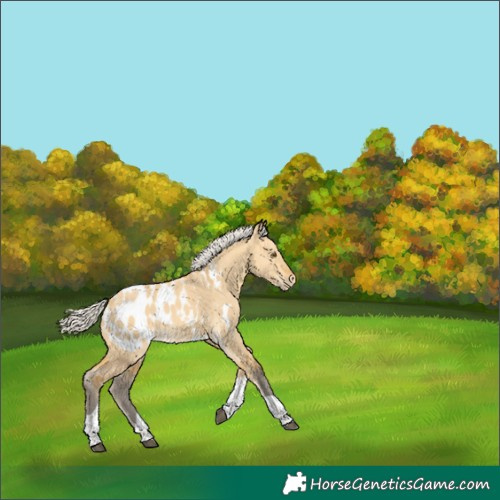 Horse Color:Unknown 