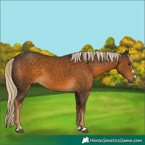 Horse Color:Chocolate Palomino Mushroom 