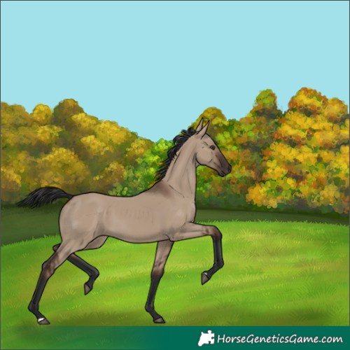 Horse Color:Unknown 