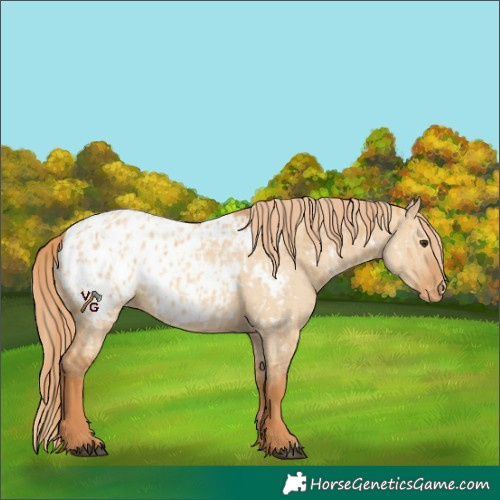 Horse Color:Red Dun Appaloosa  and Red Dun Appaloosa 
