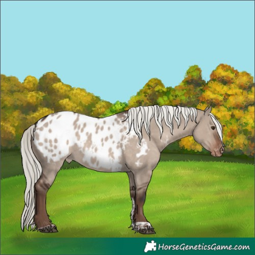 Horse Color:Liver Red Dun Mushroom Tobiano Appaloosa Rabicano 