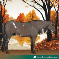 Horse Color:White Spotted Silver Black and White Spotted Grullo