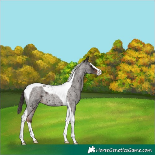 Horse Color:Unknown 