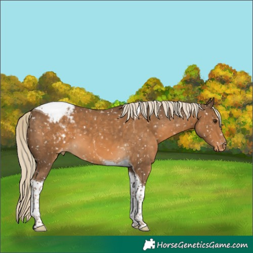 Horse Color:Chocolate Palomino Tobiano Snowcap 