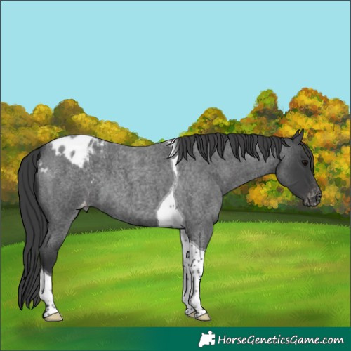 Horse Color:Blue Roan Tobiano Blanket