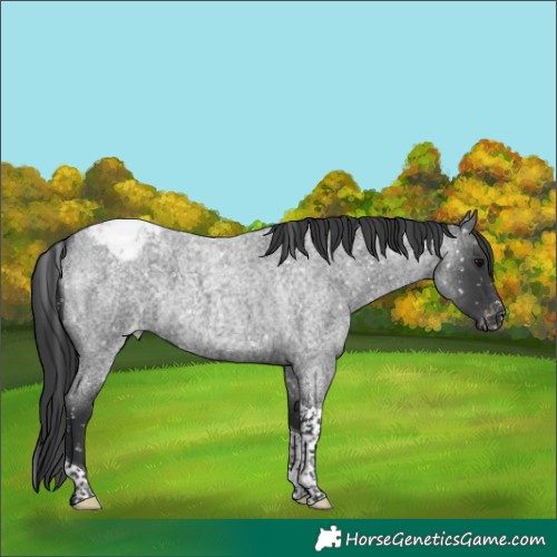Horse Color:Blue Roan Tobiano Snowcap 