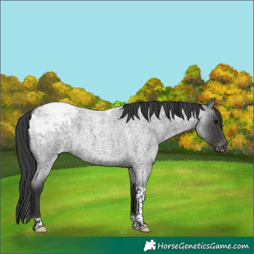 Horse Color:Blue Roan Tobiano Snowcap