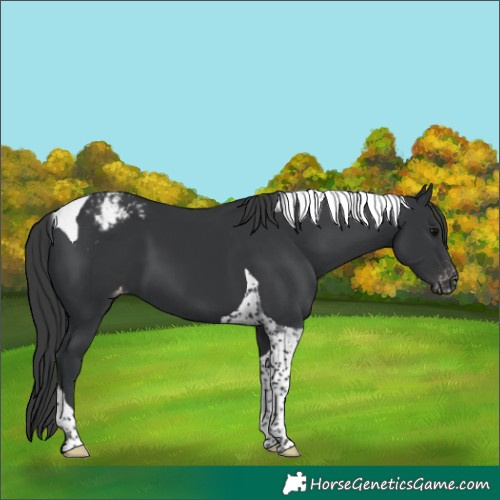 Horse Color:Black Tobiano Snowcap