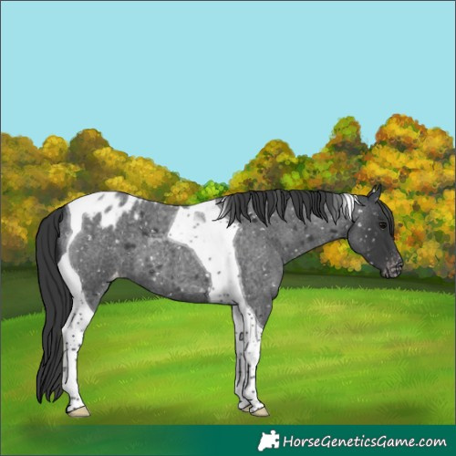 Horse Color:Blue Roan Tobiano Blanket