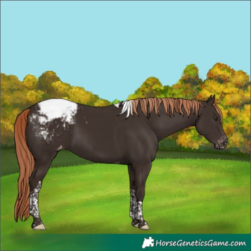 Horse Color:Liver Chestnut Tobiano Snowcap 